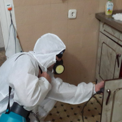Дезинфекция от муравьев в квартире в Невьянске